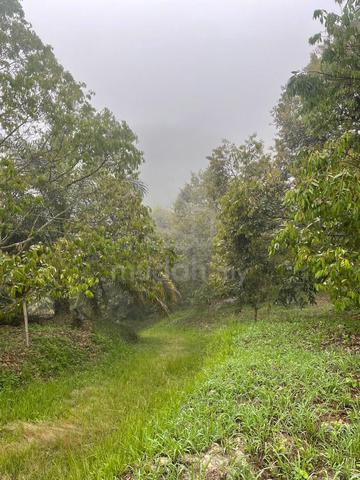 Kelantan Gua Musang 222 Acre Durian Agricultural Land 1