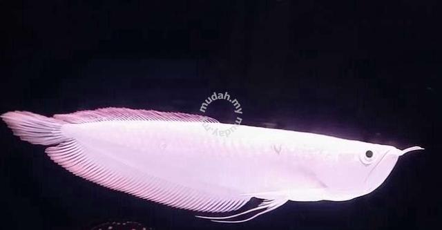 snow white arowana for sale