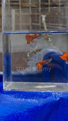 Carousel Image