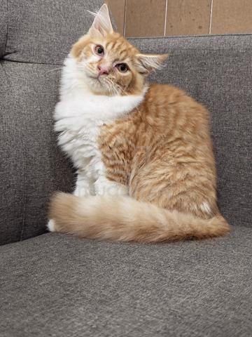 mix mainecoon  - photo 4 of 4