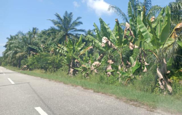 Tanah Pertanian Sabak Bernam 1