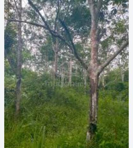 tanah getah untuk dijual 1