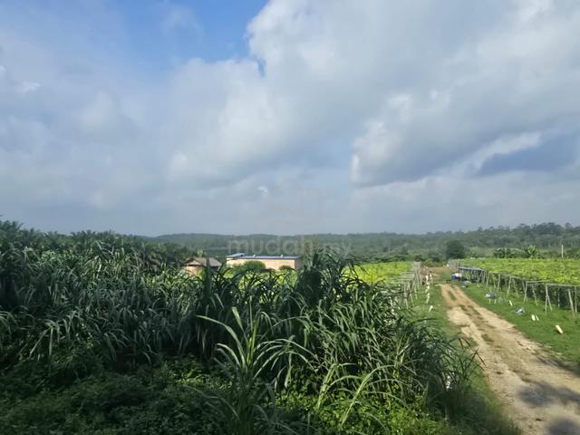 Tanah Pertanian 2.1 ekar Kota tinggi  130k 1