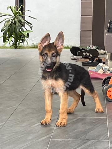 german shepherd big bone