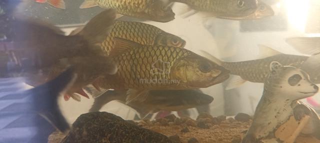 ikan sebarau (+- 11inch) - photo 3 of 6