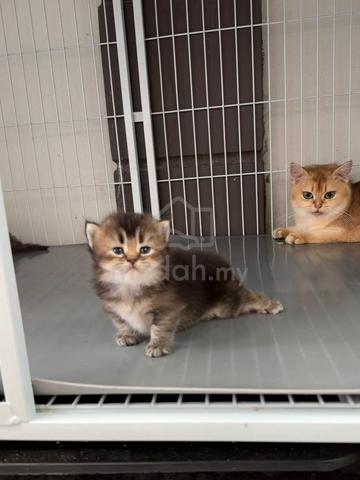 BSH Munchkin kitten - photo 4 of 4