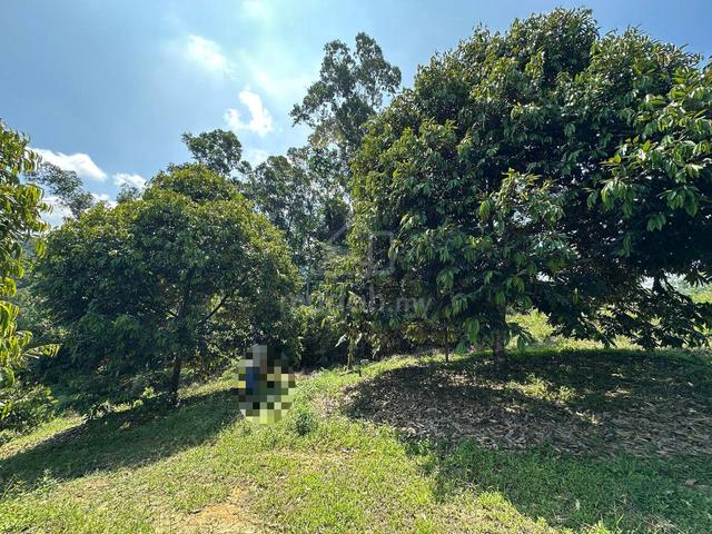 Simpang Pulai / Agricultural Land / Durian Farm / 5 Acre / Freehold 2