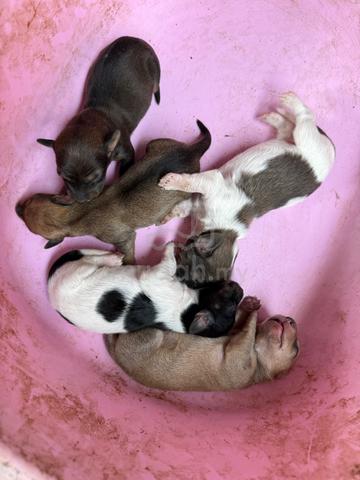 Carousel Image