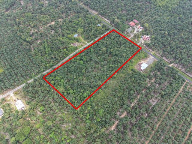 Oil Palm land Parit Sonto For Sale 1