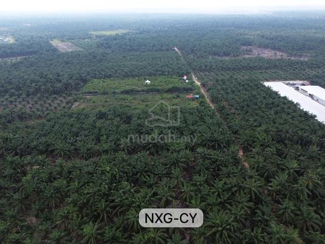 2 ACRES !! Mukim Kelanang Agriculture Land Banting Kuala Langat 1