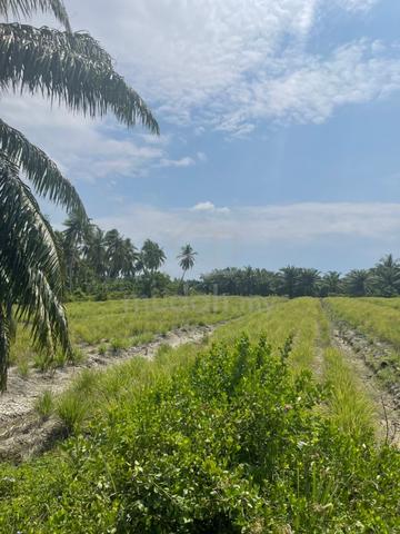 Kuala Selangor,1 acre agricultural land for sale. 1