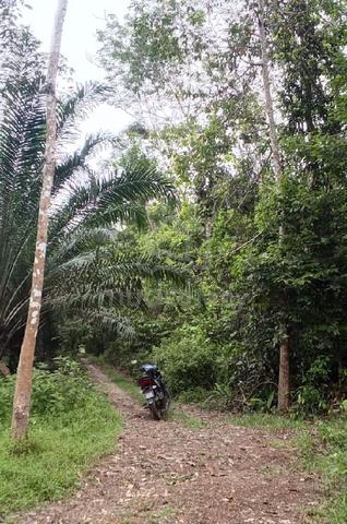kebun getah matang cantik 1