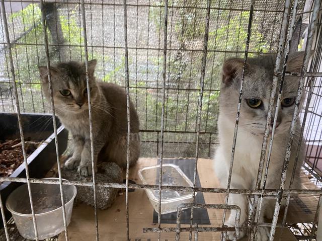 BSH mix - photo 4 of 6