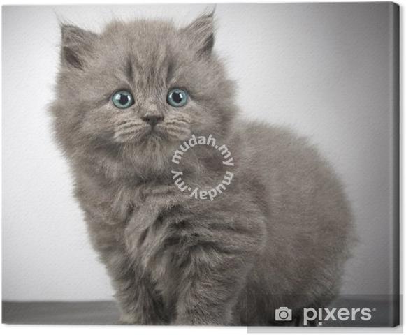 Quality Birtish Short hair Bsh 2month kittens - Pets for sale in