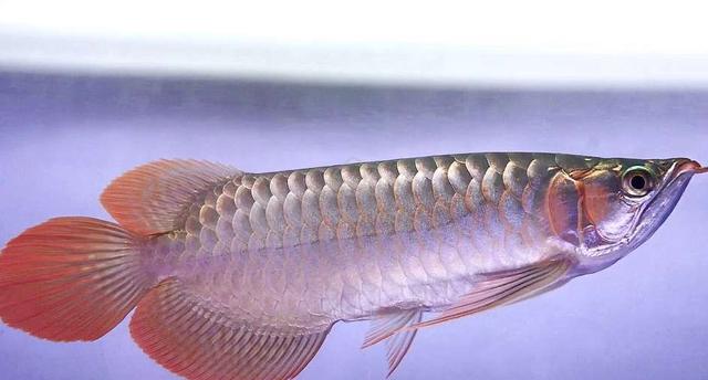 arowana super red 9 inch-wholesale price - Pets for sale in Cheras