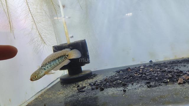 Asiatica 3 inch with High Fin traits - photo 3 of 3
