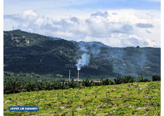 Strategic Oil Palm Estate with Excellent Mill Access 🚜 1