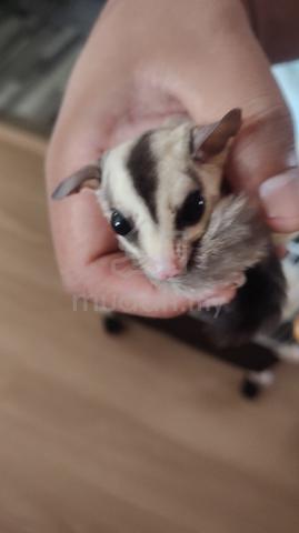 Sugar glider - photo 2 of 4