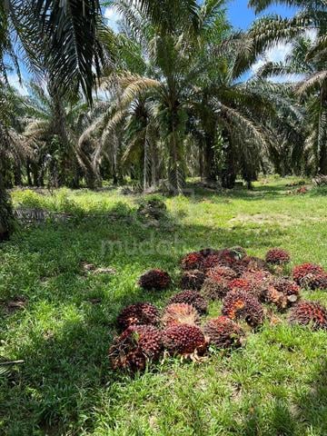 Pontian AGRICULTURAL LAND 3.21 ACRES  KAMPONG SERONG FOR SALE  1