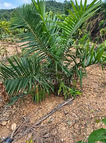 Tanah Kebun Sawit 3.3 Ekar Juasseh, Kuala Pilah utk dijual 1