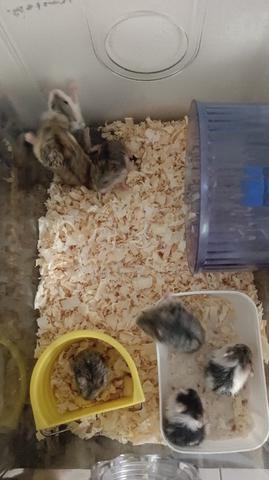 Hamster jual murah2 ja.. - photo 3 of 4