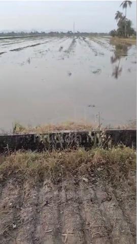 Tanah di Perlis untuk dijual 1