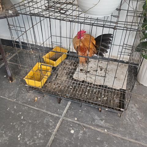 Carousel Image Selected
