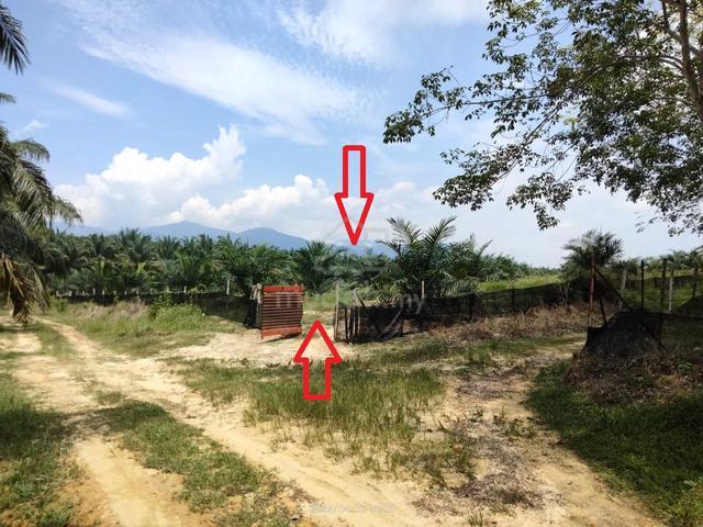 2.94 acres palm oil starts fruiting 1