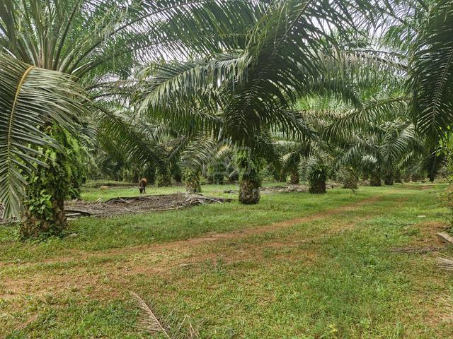 FREEHOLD 440 ACRE Oil Palm Estate Sawit Sungai Petani Kuala Muda Kedah 1