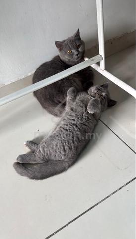 Pure British Shorthair(BSH) BLUE - photo 2 of 3
