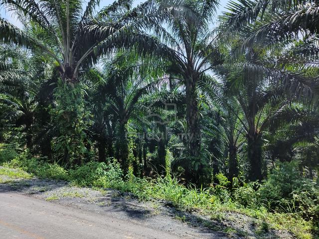 For Sale Kiansom 75 Acres Land | Oil Palm | Birdnest 4