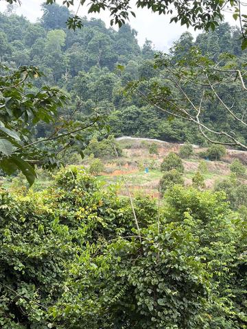 Tanah pertanian Raub 1