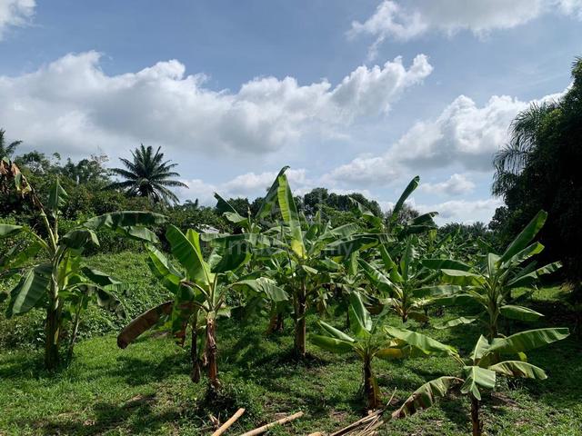 5 Acres Freehold Agriculture Land with Ready Chicken Farm – Morib 1