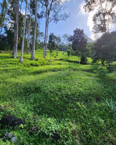 3 EKAR Kebun Buah di Hulu Langat, Selangor 4