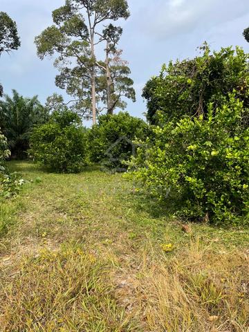 Tanah kebun untuk dijual 1