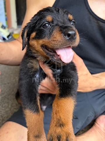 Rottweiler  - photo 3 of 5