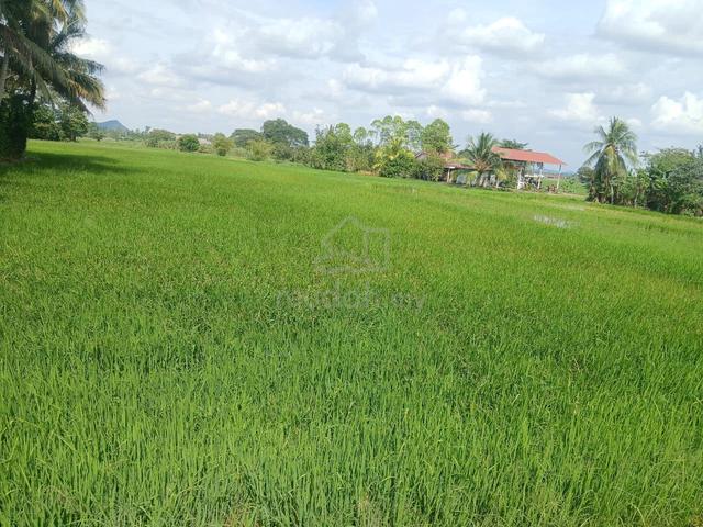 TANAH BENDANG di Jejawi, Perlis 1