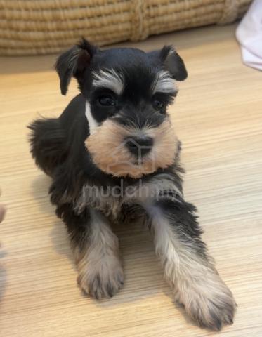 SCHNAUZER MINIATURE PUPPIES S117🌻 雪纳瑞 Available - photo 3 of 4