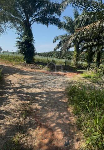 [ FREEHOLD + 25 ARCES ] Kalumpang Agricultural Land For Sale 1