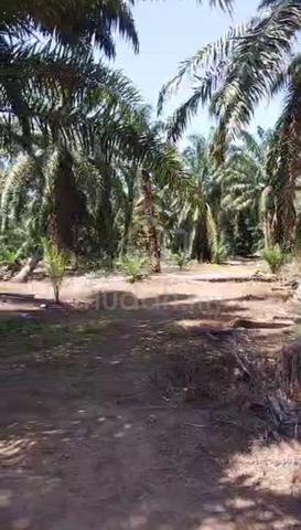 NEGO TANAH KEBUN UNTUK DIJUAL Mukim Parit Bakar, Muar 3