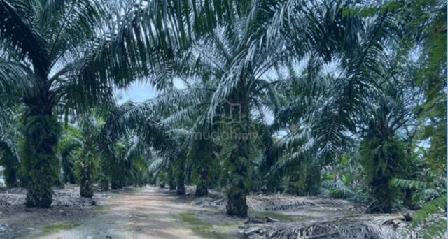 Tiram 4 acres Oilpalm 1