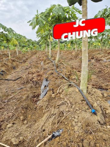 Agricultural Land | Papaya Garden丨Selama | Bandar Baharu | KEDAH 3