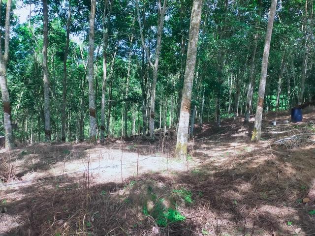 Lenggong Ayer Karah Rubber Land 2