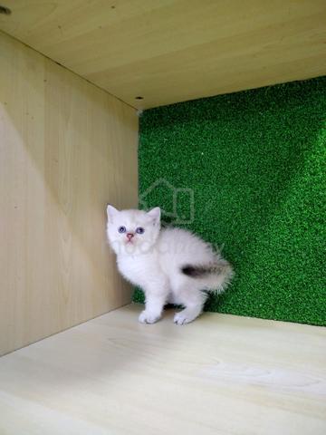 BSH British Short Hair Female For Sale KucingMurah - photo 4 of 4