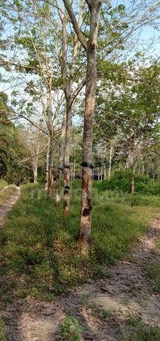 Tanah pertanian LOT 5788 (tanaman getah) Untuk Dijual 1