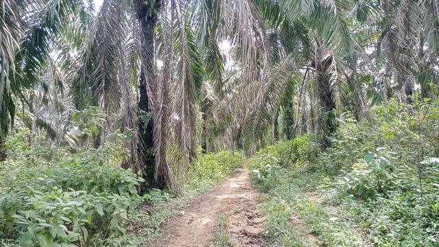 Tanah 7 Ekar tepi jalan utama (International Lot) 4