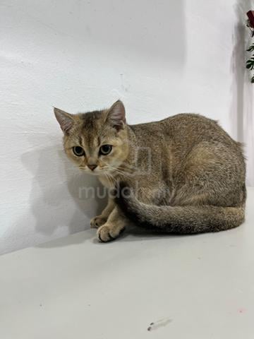 british short hair golden ny25 male - photo 2 of 3