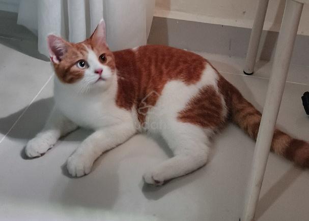 NEGO male British shorthair short hair bsh odd eye - photo 3 of 3