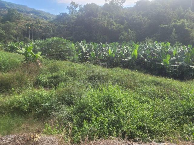 Agriculture land for sale, Bedong, kuala muda, Kedah 1