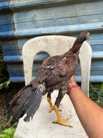 ayam Aseel cross Oshamo - photo 5 of 6